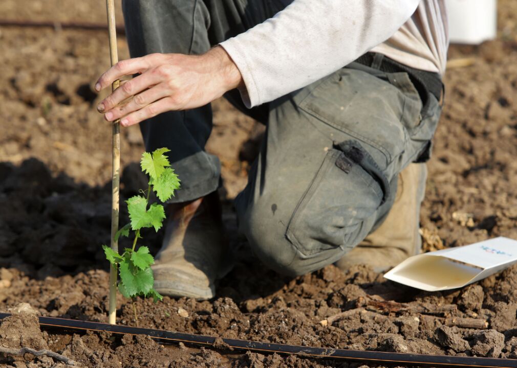 Preparing vineyards season to season
